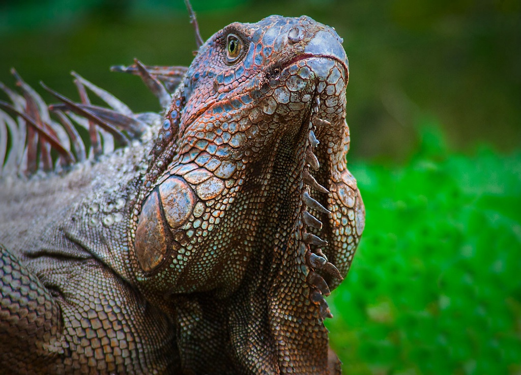 Green Iguana